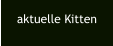 aktuelle Kitten
